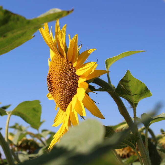 Sunflower © Stéphanie NADOUCE / CMT