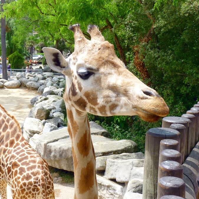 Giraffes at Palmyre zoo © FDHPA 17